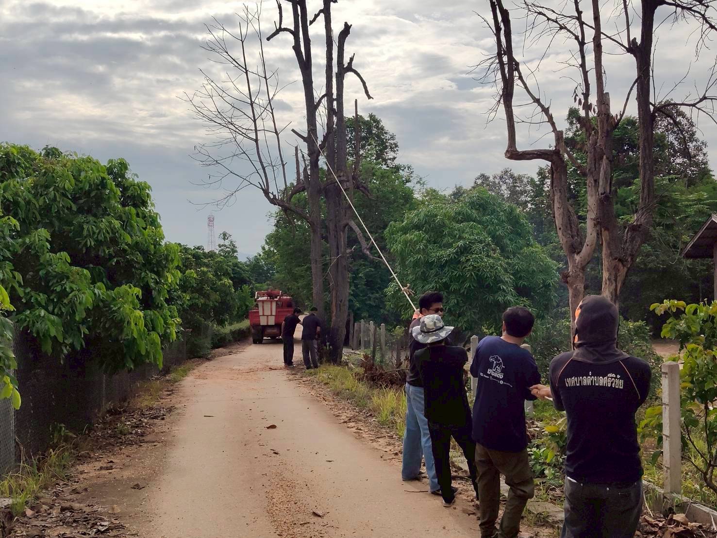 ออกบริการประชาชนในการตัดต้นไม้ริมถนน เนื่องจากต้นไม้มีสภาพยืนต้นตายและเสี่ยงต่อการหักโค่นลงมากีดขวางทางจราจร